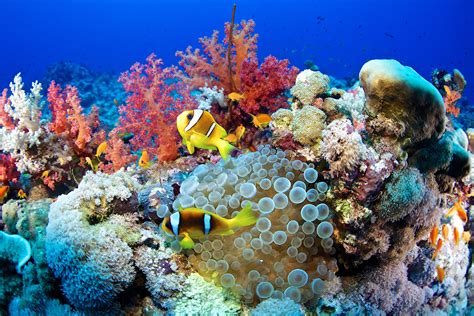 The Role of the Magical Oceanic Reef in Climate Regulation